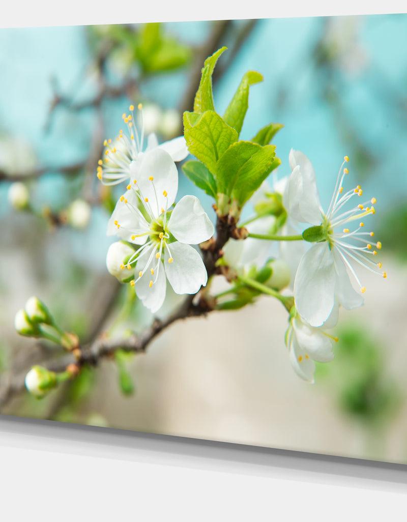 DesignQ Beautiful Cherry Blossom N Spring - Modern Floral Large Canvas Art