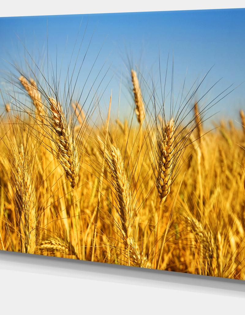 DesignQ Bright Golden Wheat Field - Landscape Wall Art Print Canvas