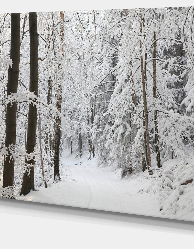 DesignQ Dense Winter Forest And Lane - Large Forest Artwork Canvas