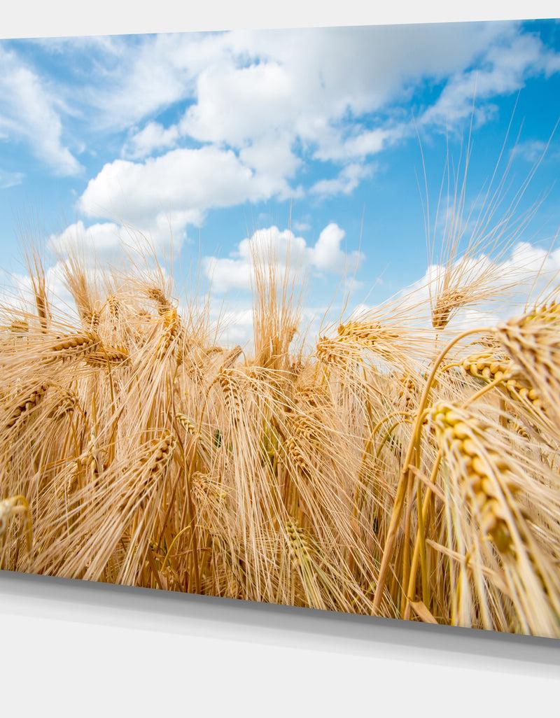 DesignQ Design Canvas Art Print 'Barley Field Under Blue Sky - Extra Large Landscape Canvas Art Print