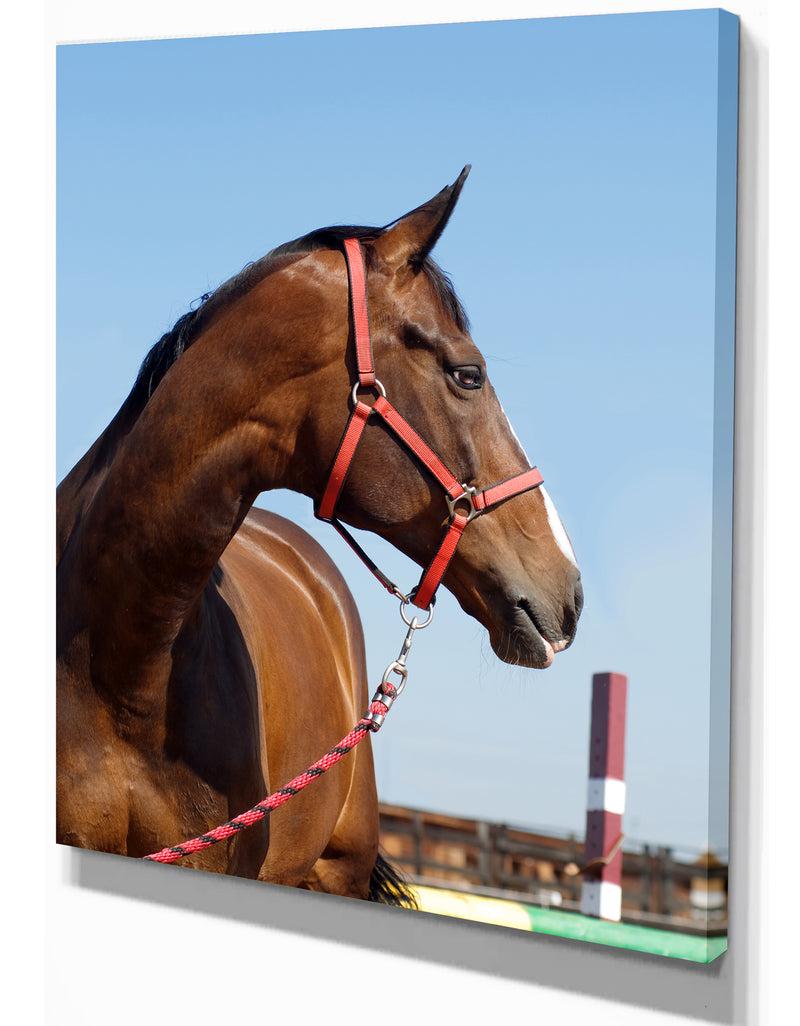 DesignQ Horse Head In Calm Sky - Animals Photography Print On Wrapped Canvas