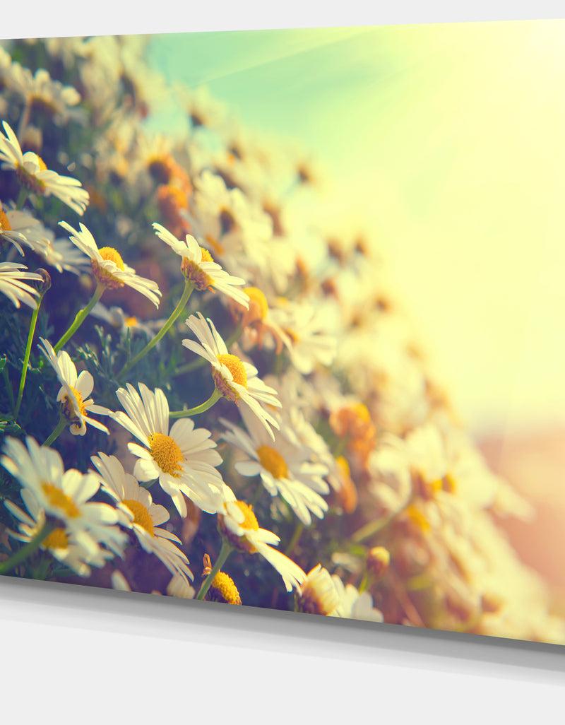 DesignQ Nature With Blooming Chamomiles - Large Floral Wall Art Canvas