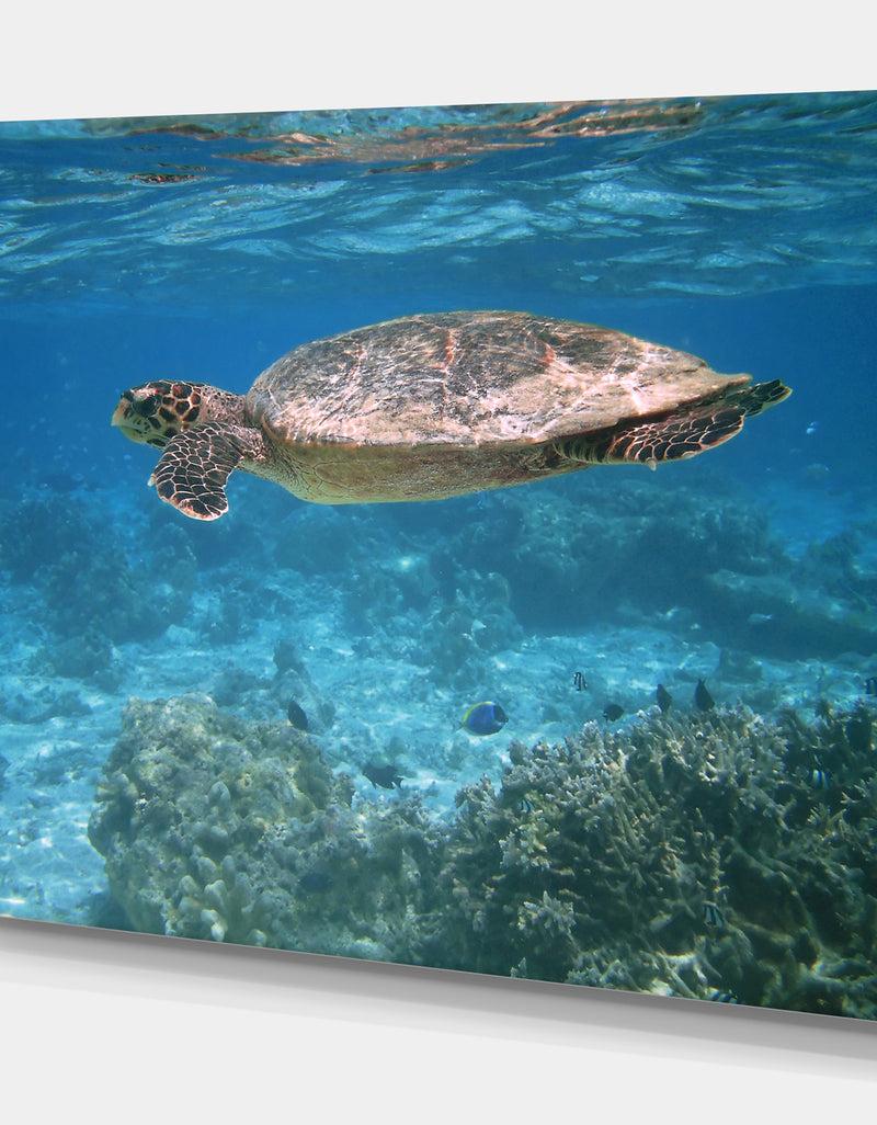 DesignQ Sea Turtle - Sea & Shore Nautical Photographic On Wrapped Canvas
