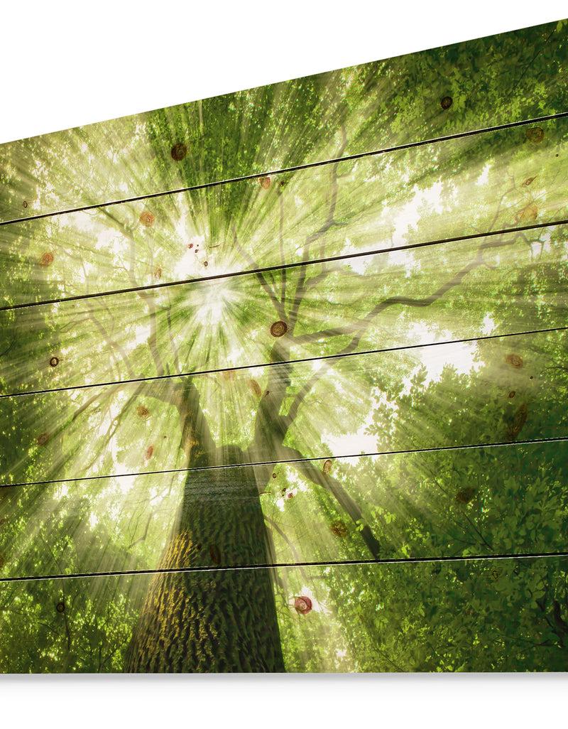 DesignQ Sunlight Peeking Through Green Tree - Landscape Print On Natural Pine Wood