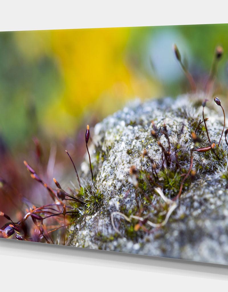 DesignQ Abstract Composition Of Moss Flowers - Modern Landscape Wall Art Canvas