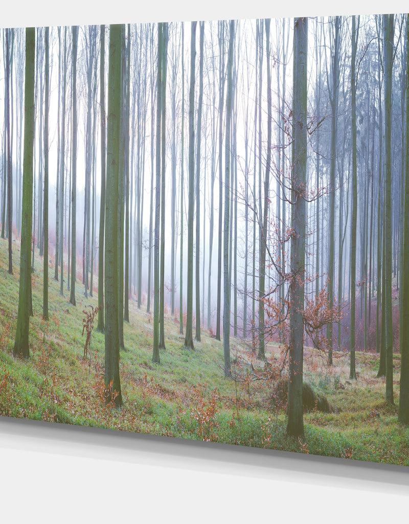 DesignQ Autumn Tree Trunks Panorama - Oversized Forest Canvas Artwork