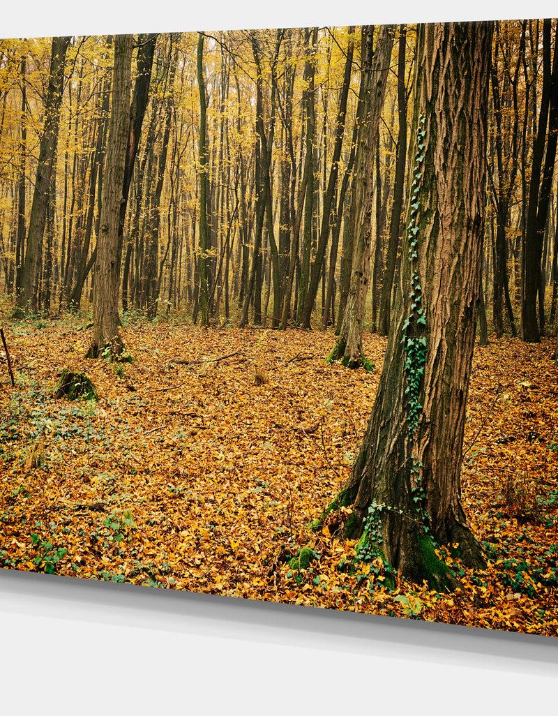 DesignQ Beautiful Autumn Forest In Mountains - Modern Forest Canvas Art