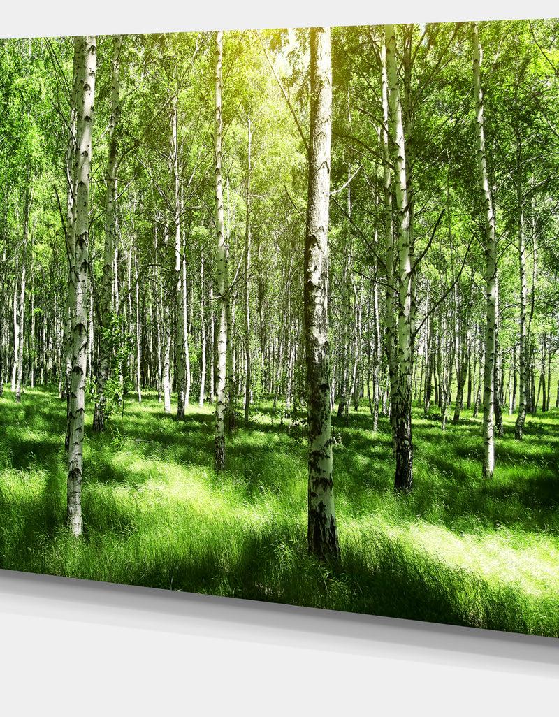 DesignQ Beautiful Birch Grove - Landscape Canvas Art Print