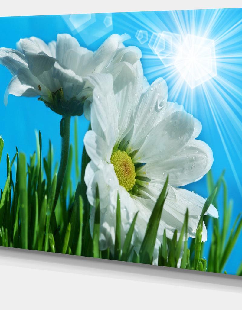 DesignQ Beautiful Chamomiles In Bright Sunlight - Modern Flower Canvas Art Print