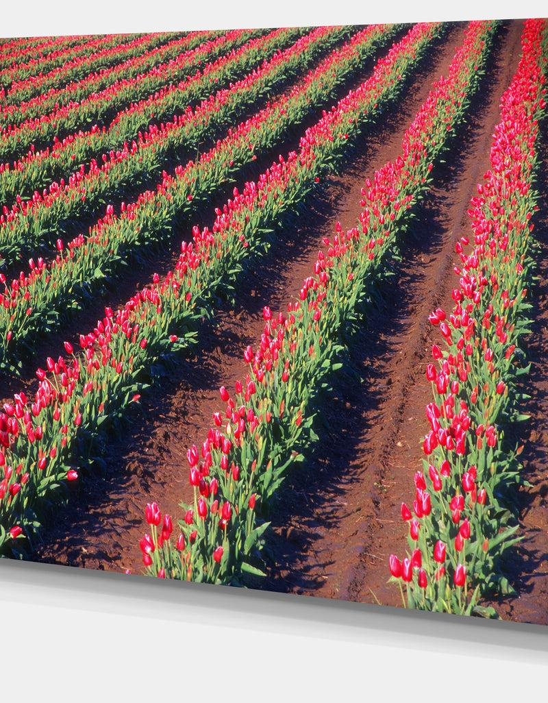 DesignQ Beautiful Field Of Red Tulip Flowers - Large Landscape Canvas Art