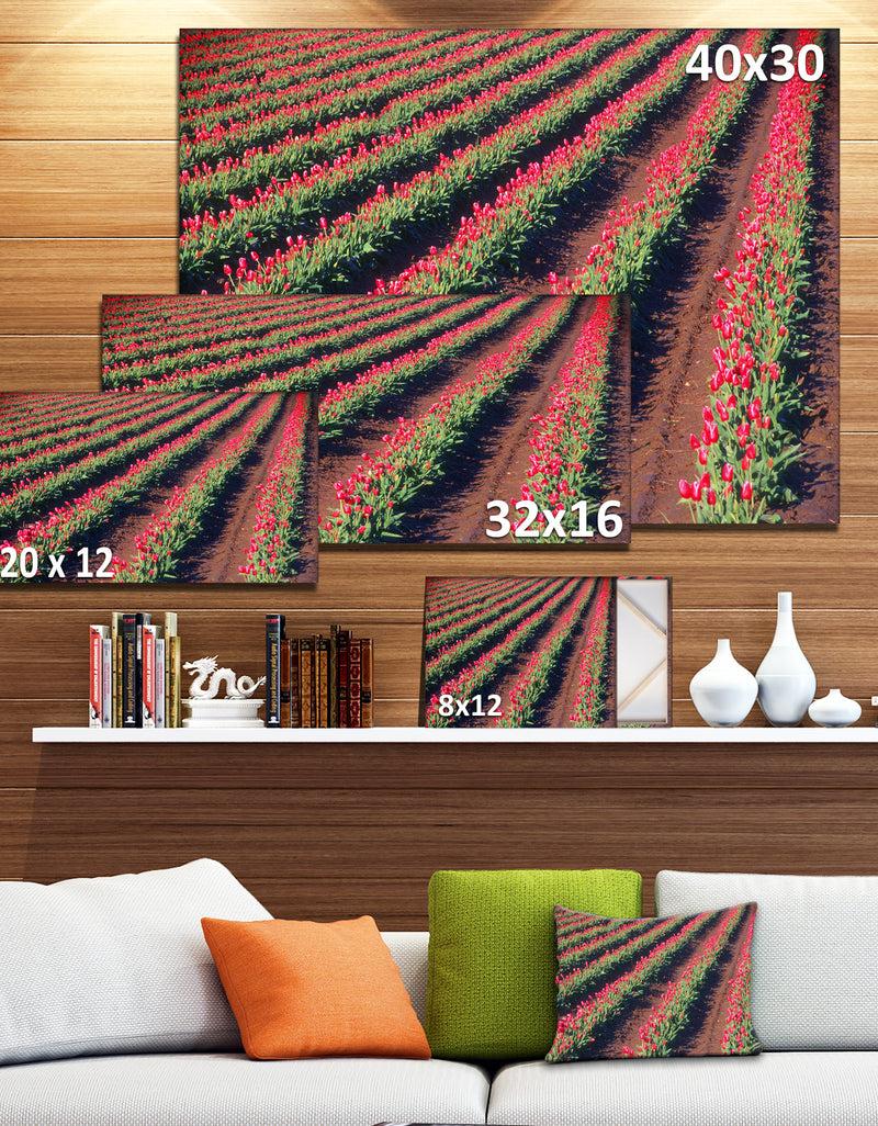 DesignQ Beautiful Field Of Red Tulip Flowers - Large Landscape Canvas Art