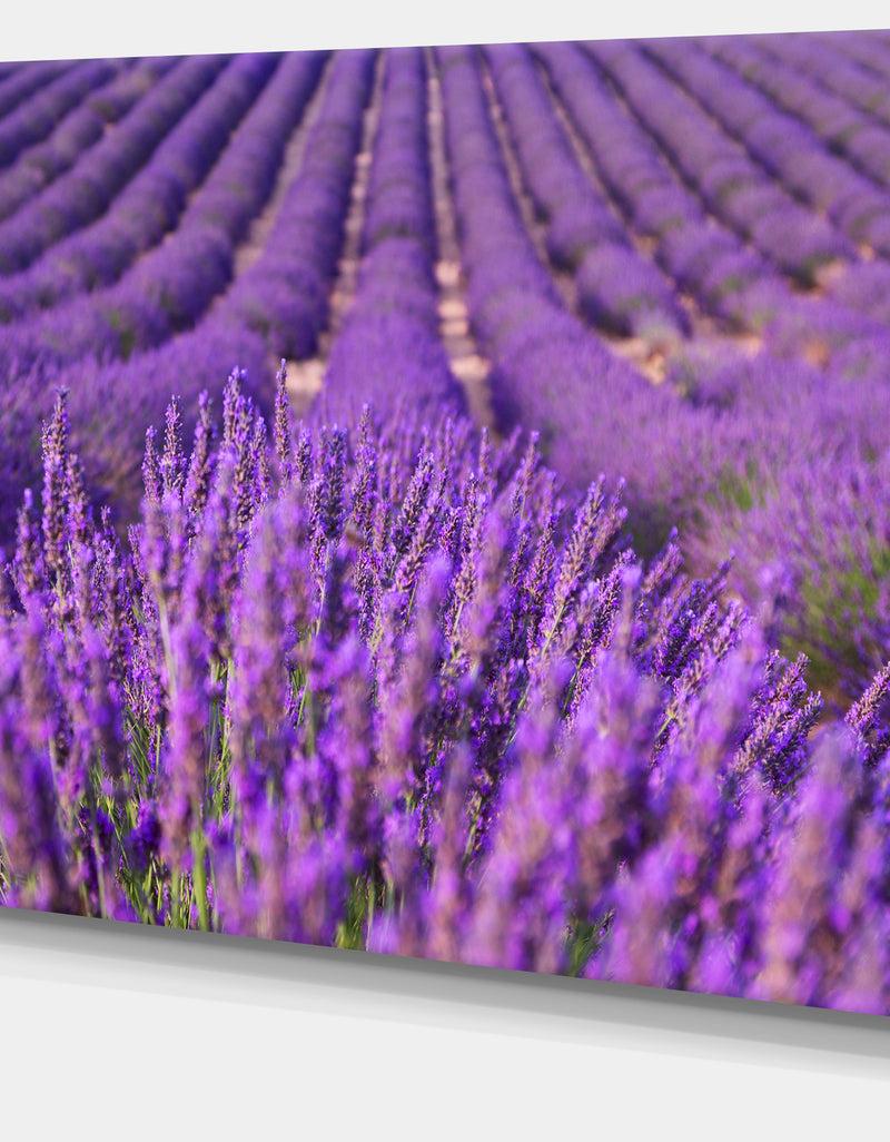 DesignQ Beautiful Fragrant Lavender Fields - Large Floral Canvas Art Print