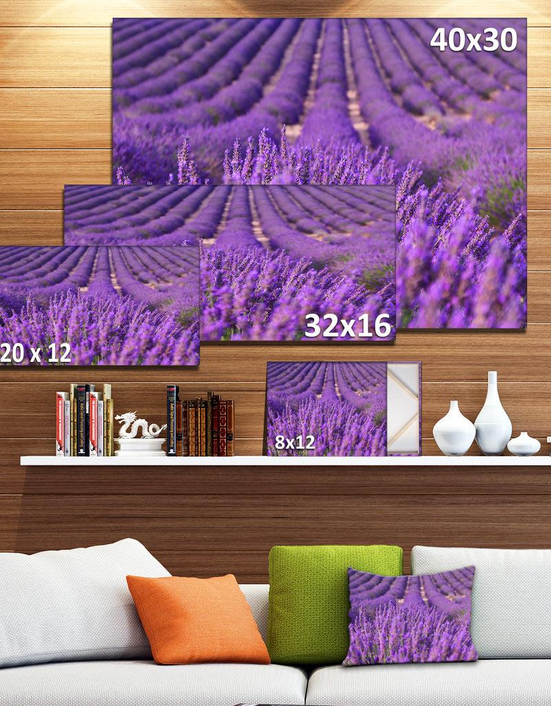 DesignQ Beautiful Fragrant Lavender Fields - Large Floral Canvas Art Print