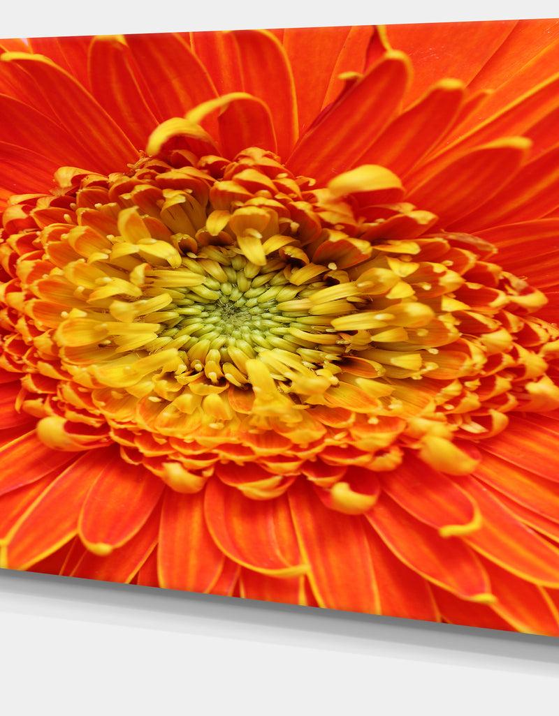 DesignQ Beautiful Gerbera Flower In Brig - Modern Floral Wall Artwork