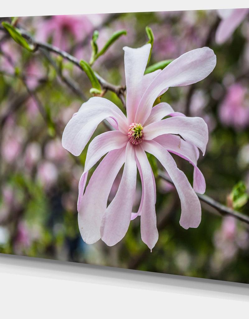 DesignQ Beautiful Magnolia Flowers - Modern Floral Large Canvas Art
