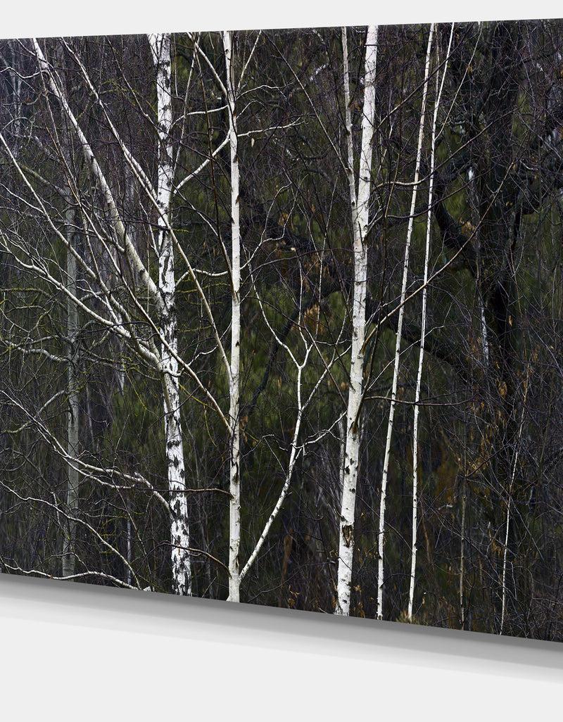 DesignQ Black And White Birch Forest - Abstract Wall Art Canvas