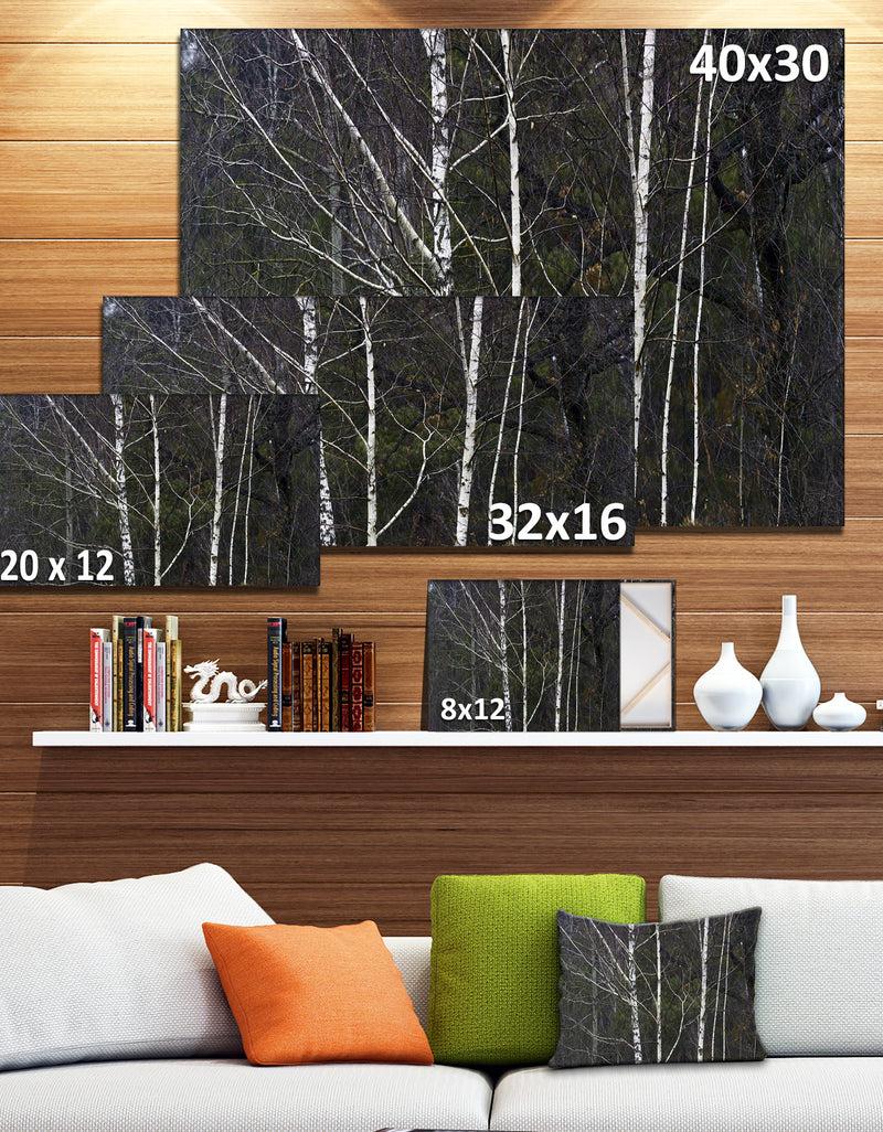 DesignQ Black And White Birch Forest - Abstract Wall Art Canvas