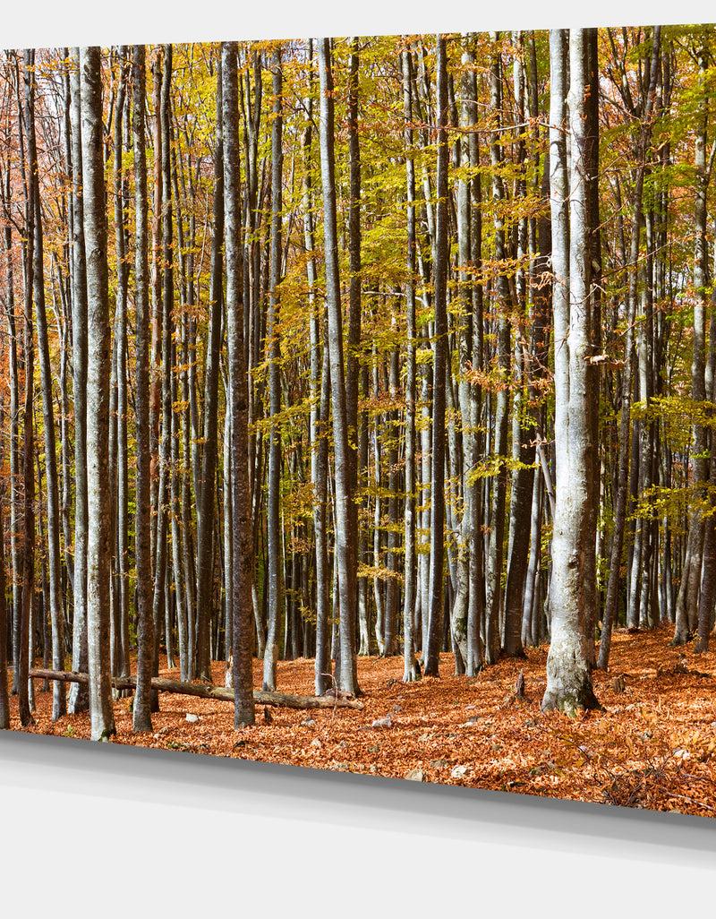 DesignQ Bright Day In Thick Forest - Modern Forest Canvas Art