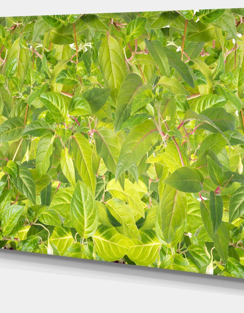 DesignQ Bright Fuchsia Green Foliage - Modern Floral Large Canvas Art