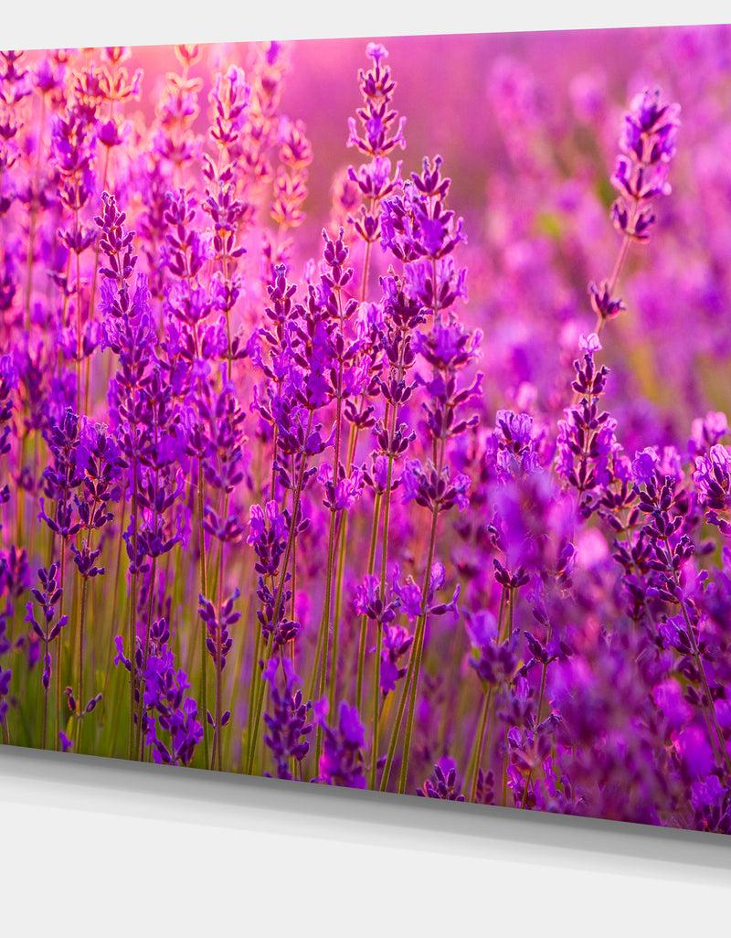 DesignQ Bright Purple Lavender Field Tihany - Large Floral Canvas Art Print