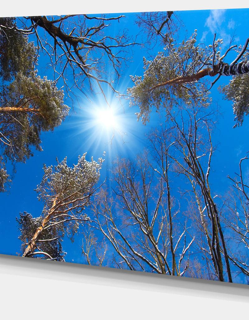 DesignQ Bright Sun In The Tree Top Circle - Modern Forest Canvas Wall Art