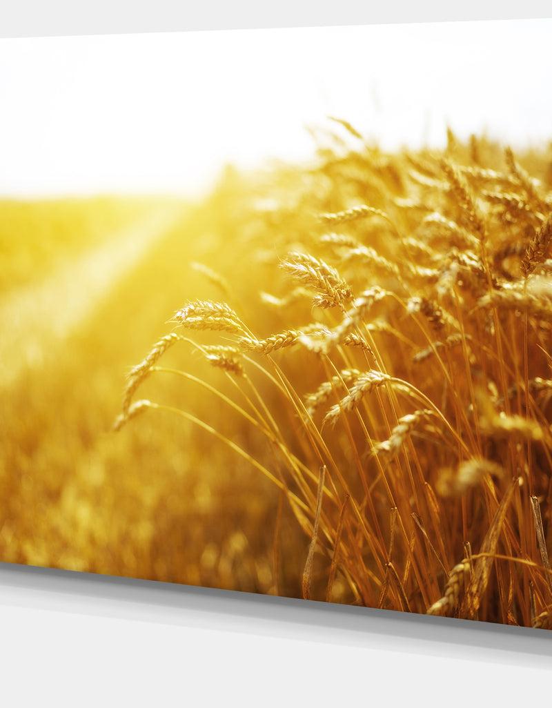 DesignQ Bright Sunset Over Wheat Field - Landscape Canvas Wall Artwork