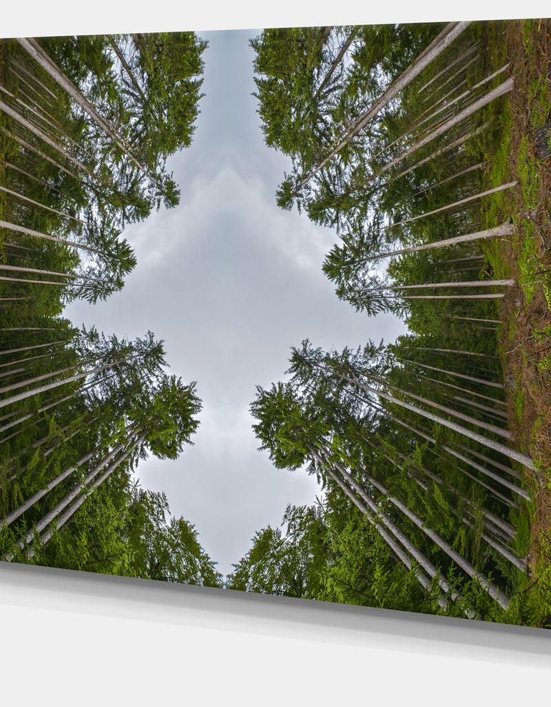 DesignQ Circle Composition Of Coniferous Trees - Landscape Wall Art On Canvas