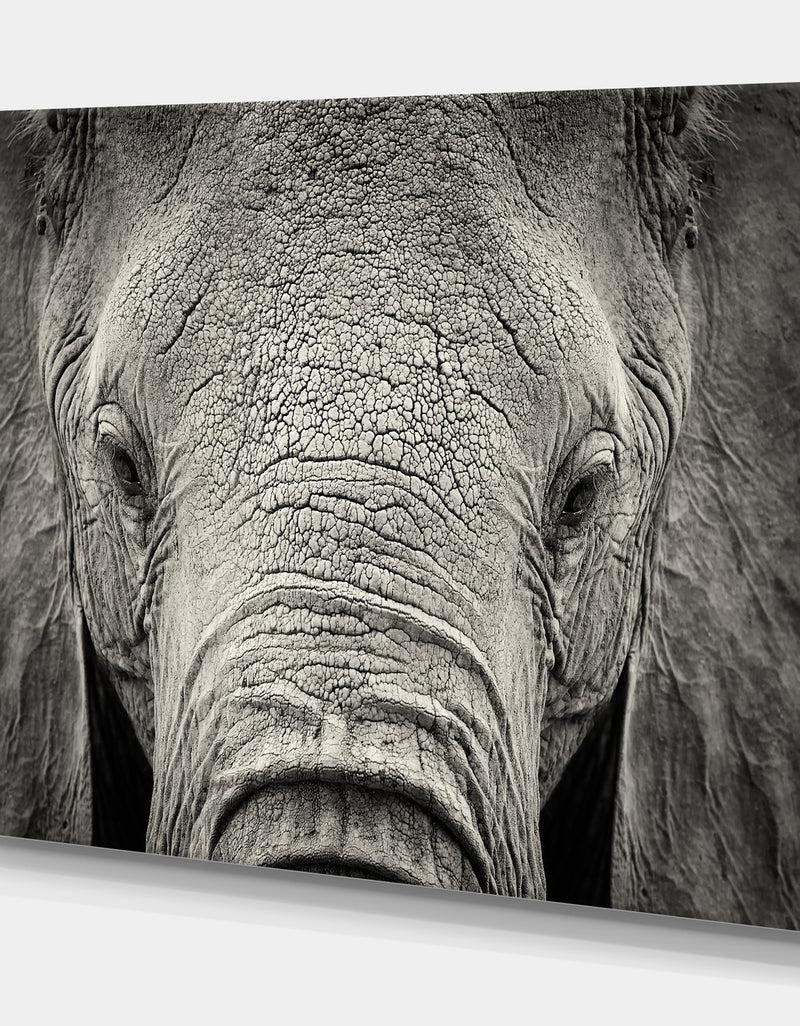 DesignQ Close Up African Elephant - Africa Animals Photography On Wrapped Canvas