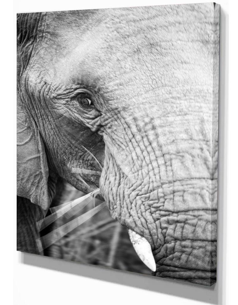 DesignQ Close Up Of An Elephant Eating - Africa Animals Photography On Wrapped Canvas