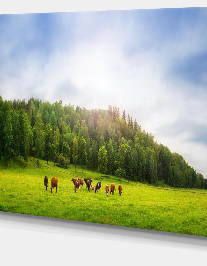 DesignQ Cows On Field Panorama - Landscape Canvas Wall Artwork