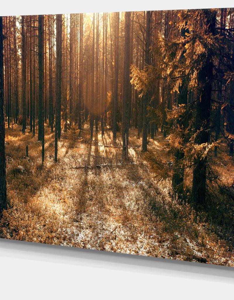DesignQ Dark First Snow Forest Photo - Modern Forest Canvas Art