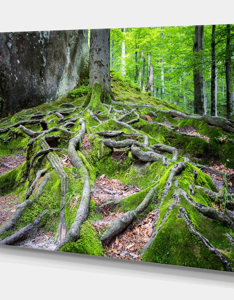 DesignQ Deep Moss Forest In Ukraine - Landscape Art Print Canvas