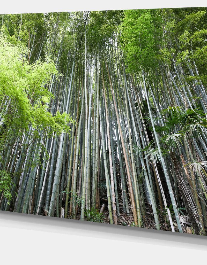 DesignQ Dense Bamboo Forest Of Japan - Forest Canvas Wall Art Print