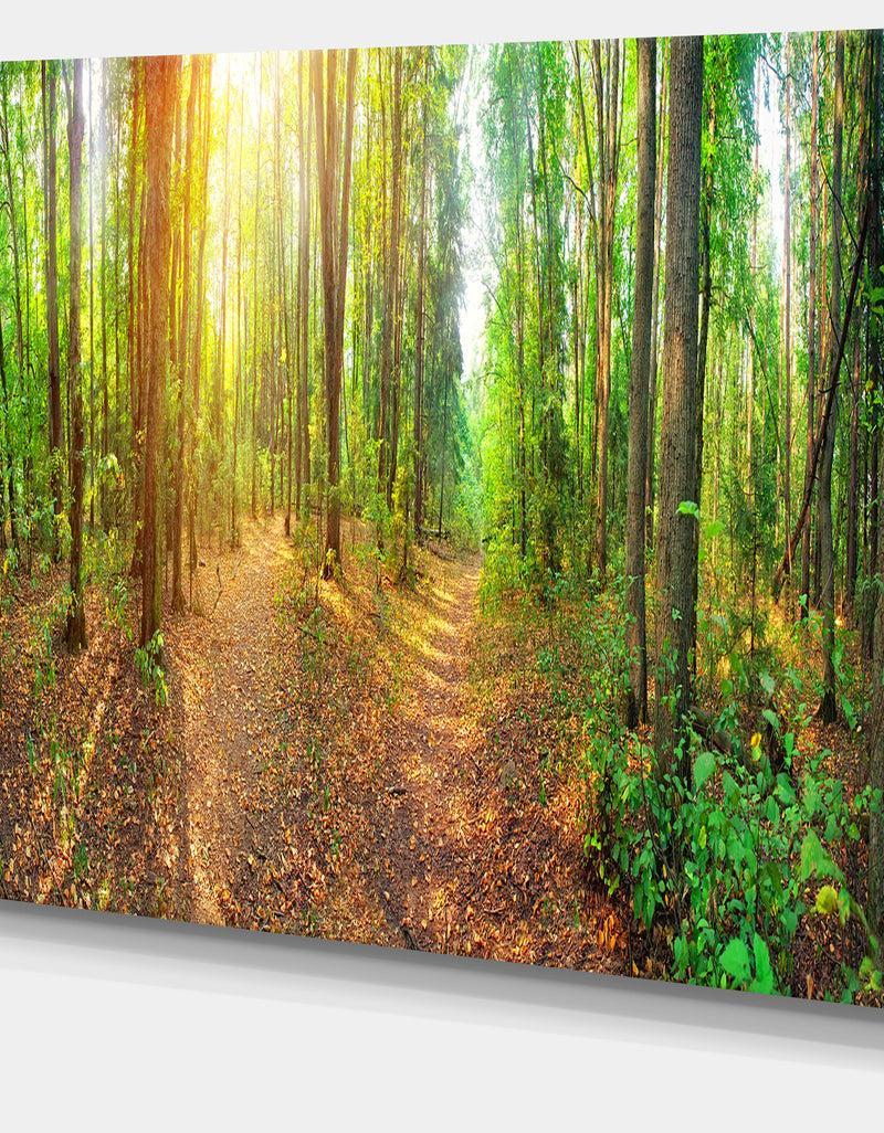 DesignQ Dense Forest Panorama - Landscape Canvas Wall Artwork