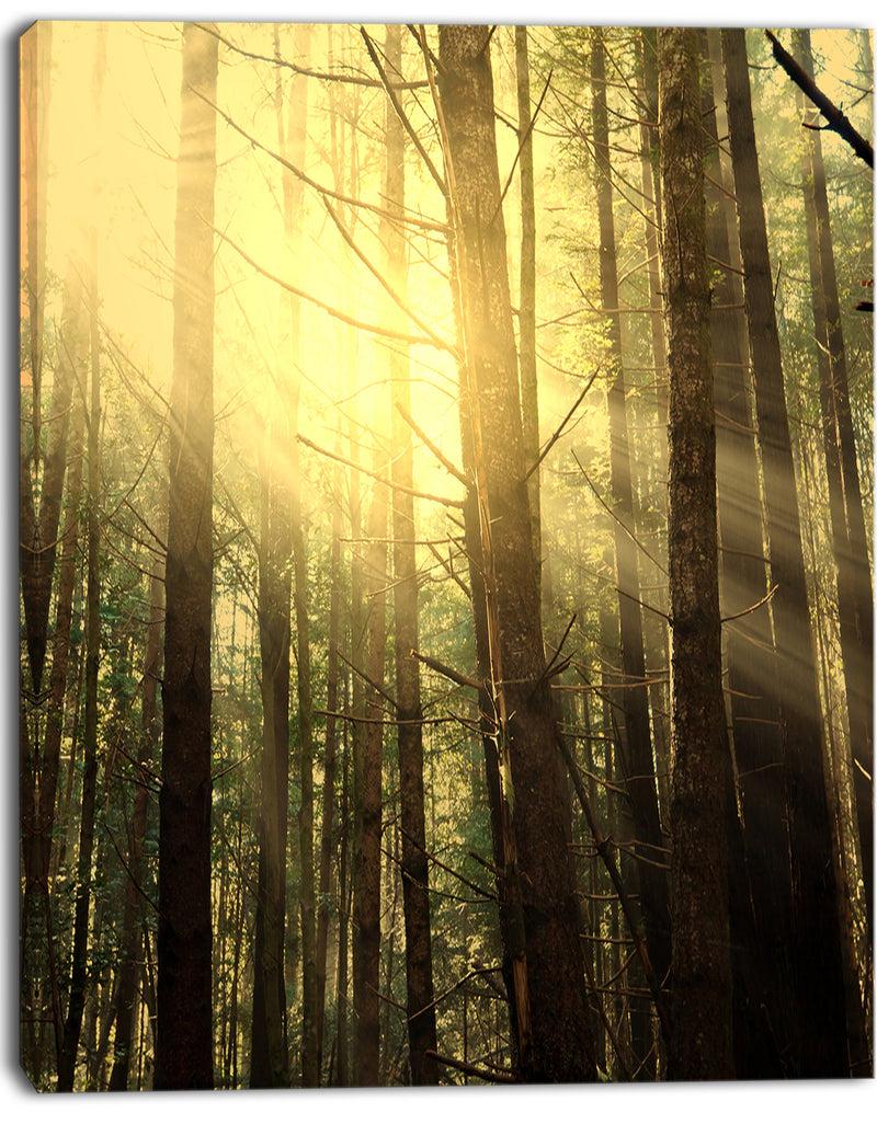 DesignQ Dense Green Sunny Forest - Landscape Art Print Canvas