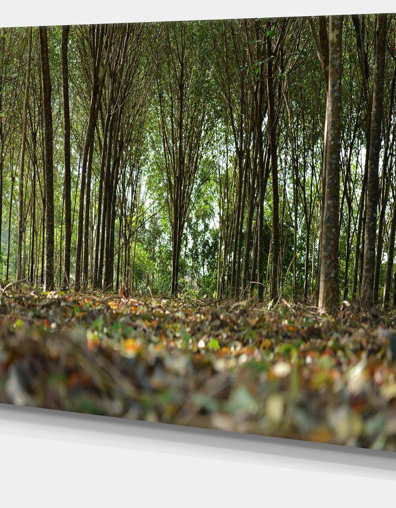 DesignQ Dense Rubber Tree Plantation - Landscape Art Print Canvas