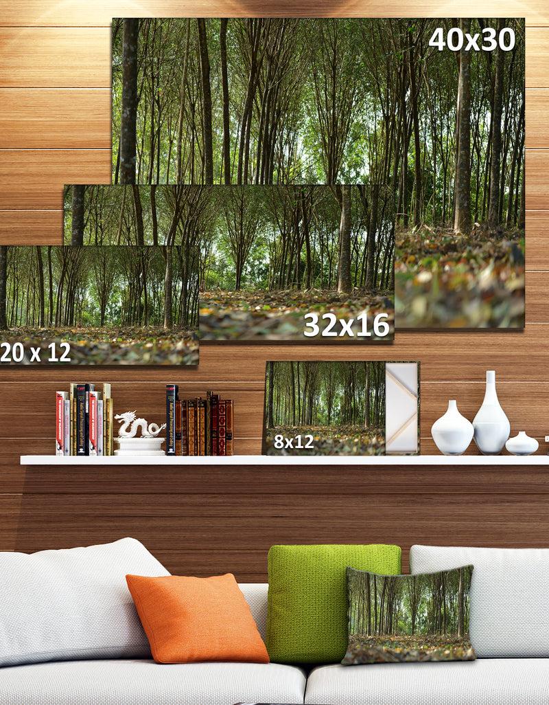 DesignQ Dense Rubber Tree Plantation - Landscape Art Print Canvas