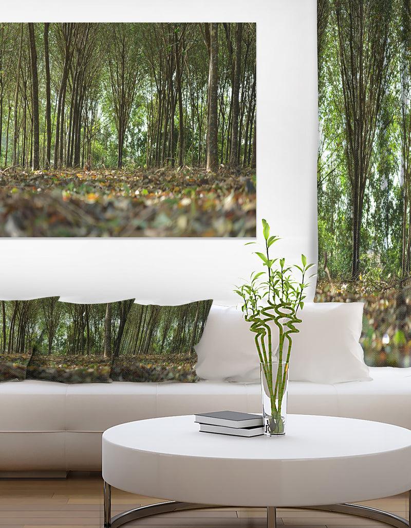 DesignQ Dense Rubber Tree Plantation - Landscape Art Print Canvas