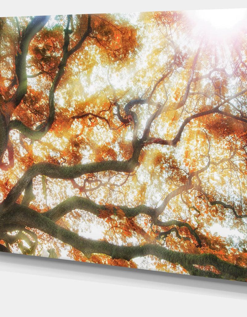 DesignQ Big Tree - Photography Canvas Art Print