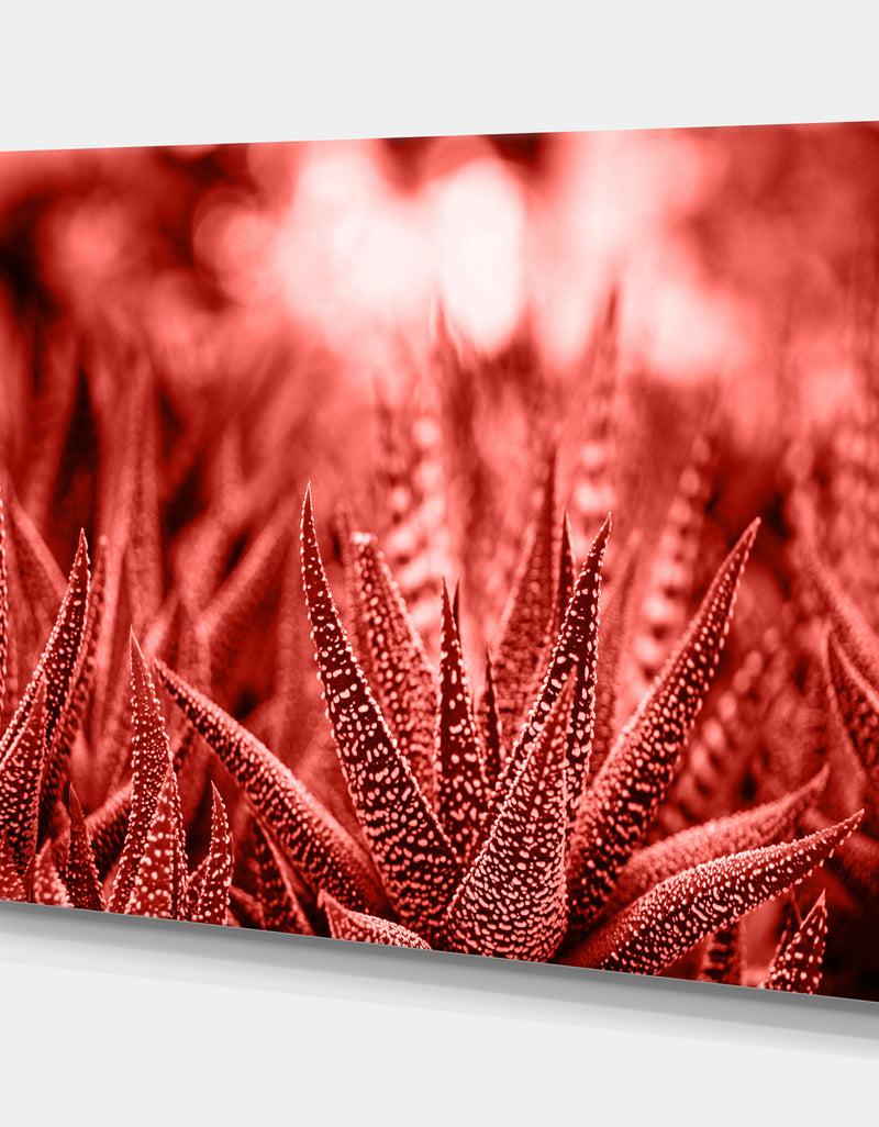 DesignQ Cactus Haworthia - Tropical Canvas Wall Art