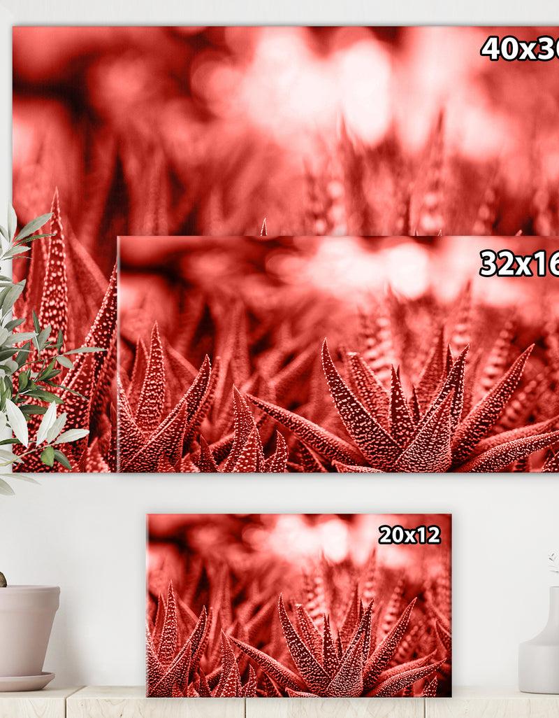 DesignQ Cactus Haworthia - Tropical Canvas Wall Art