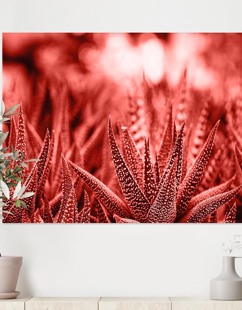 DesignQ Cactus Haworthia - Tropical Canvas Wall Art