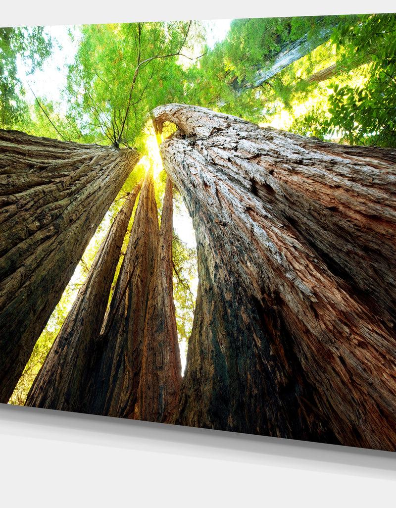 DesignQ Sequoia Tree Photography Canvas Art Print