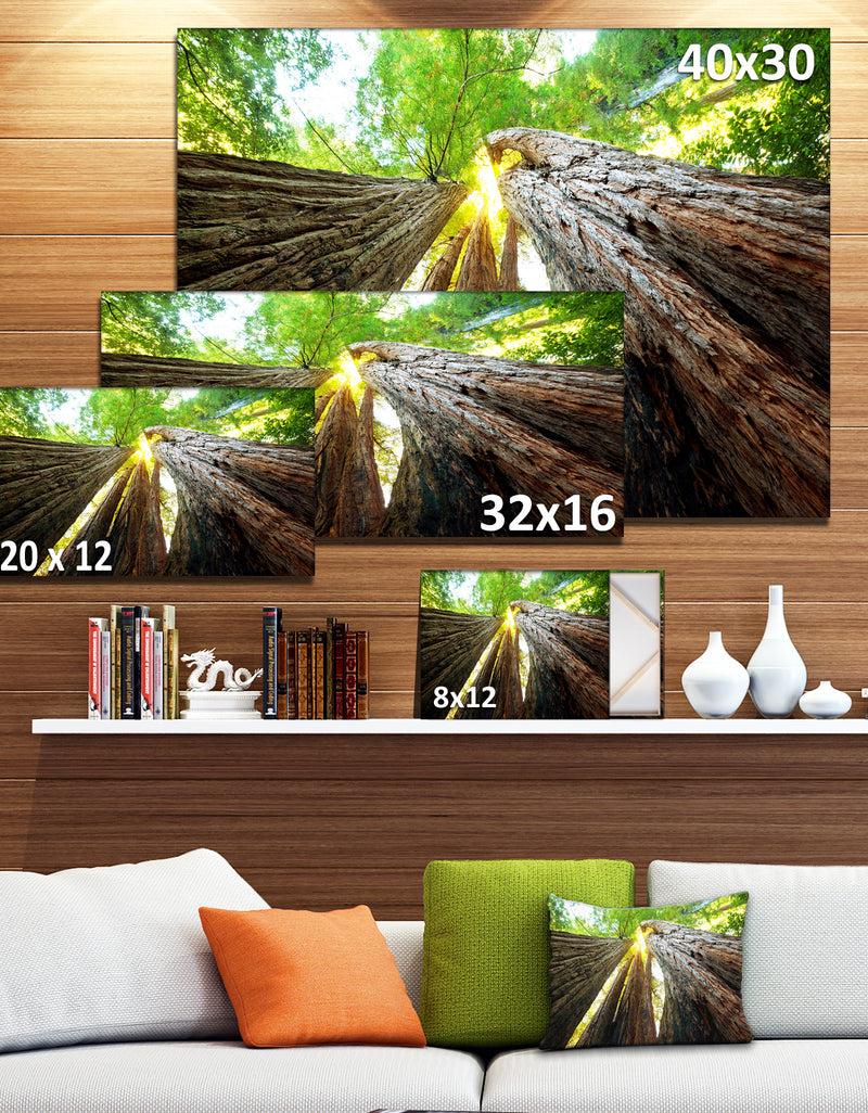 DesignQ Sequoia Tree Photography Canvas Art Print