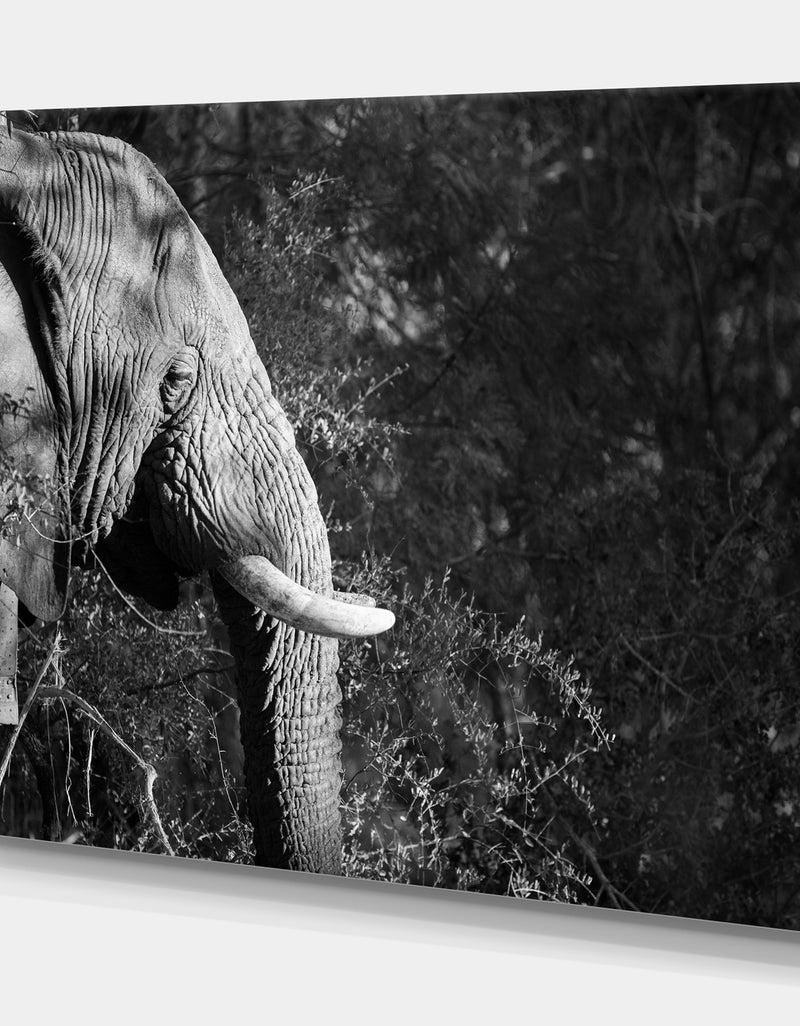 DesignQ Elephant At Kruger National Park In Grayscale - Africa Animals Photography On Wrapped Canvas
