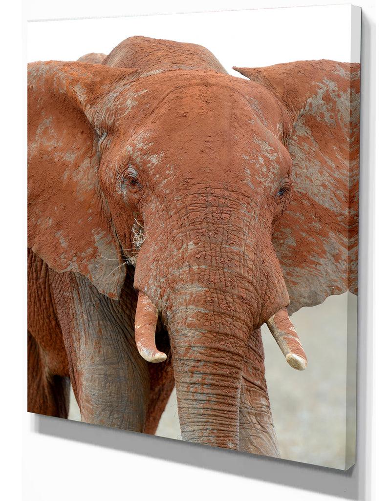 DesignQ Elephant In National Park Of Kenya - Animals Photography On Wrapped Canvas