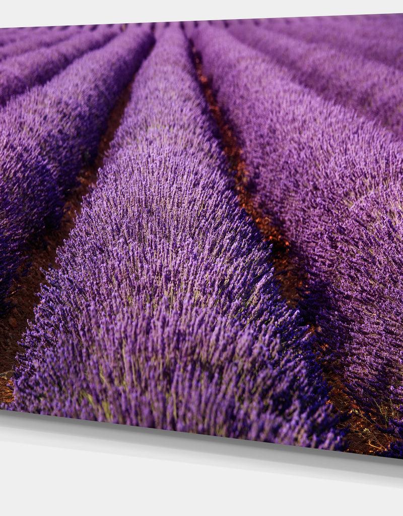 DesignQ Endless Rows Of Lavender Field - Oversized Landscape Wall Art Print