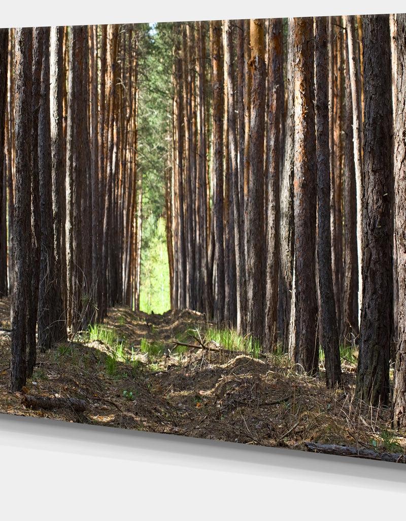 DesignQ Even Rows Of Pine Tree Forest - Modern Forest Canvas Art