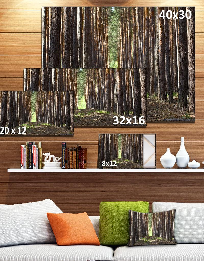 DesignQ Even Rows Of Pine Tree Forest - Modern Forest Canvas Art