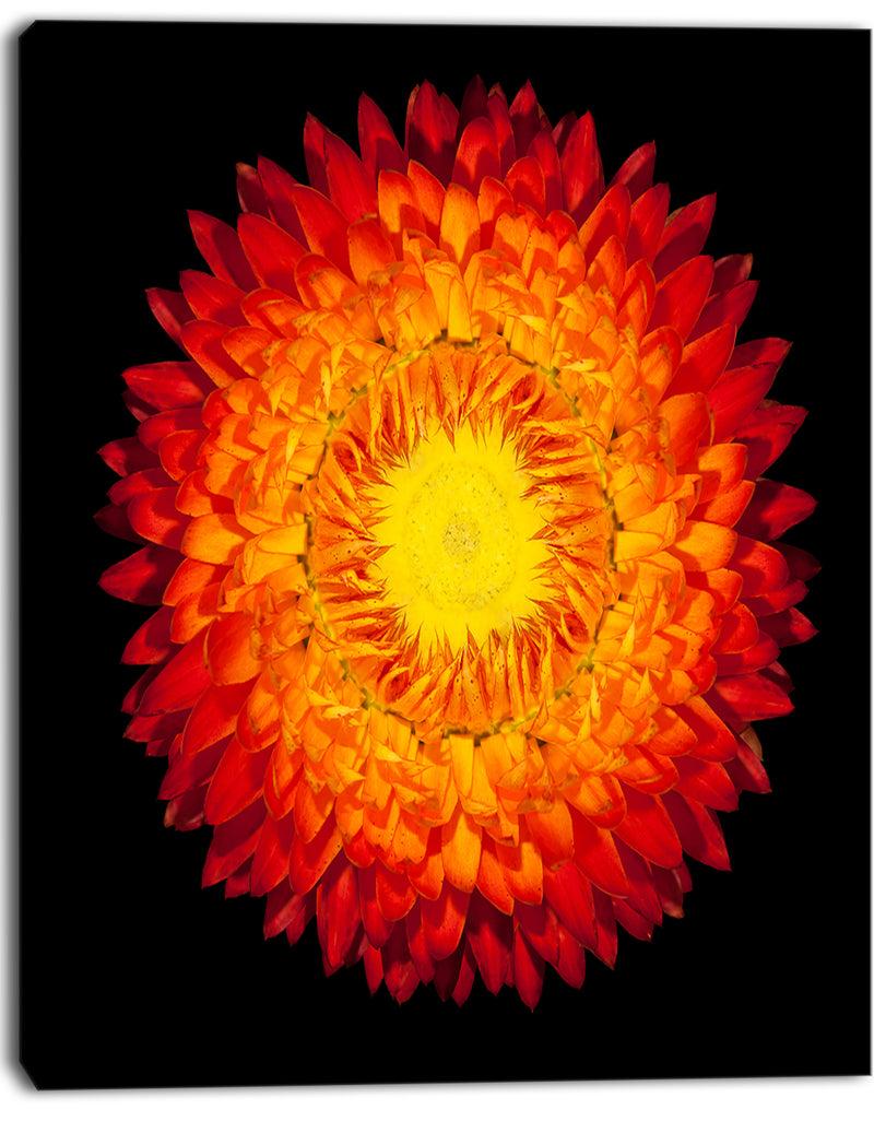 DesignQ Everlasting Straw Flower On Black - Flowers Canvas Wall Artwork